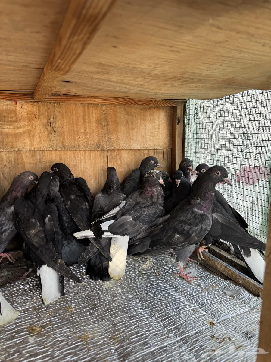 حمام قطيفي64373595497219111