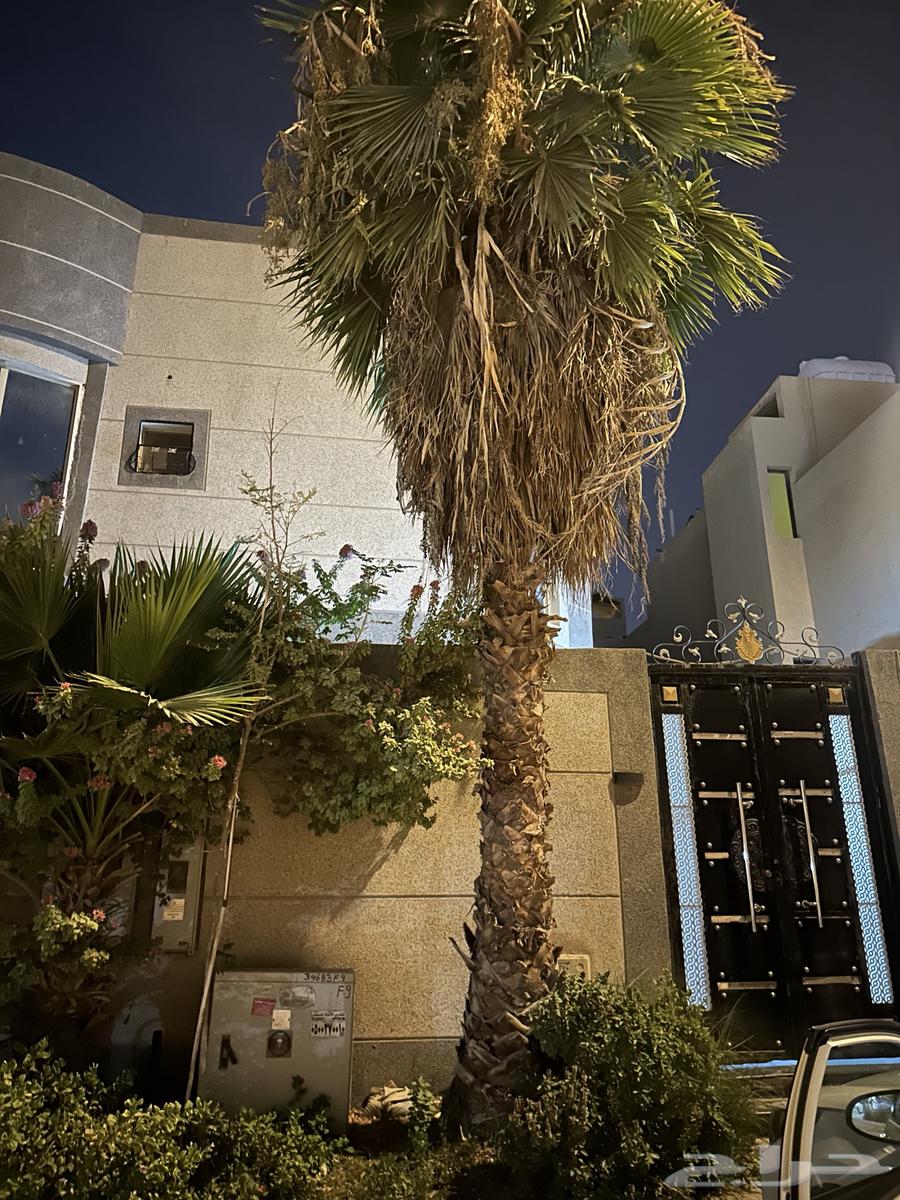 نخل شجر واشنطني64375678605442110