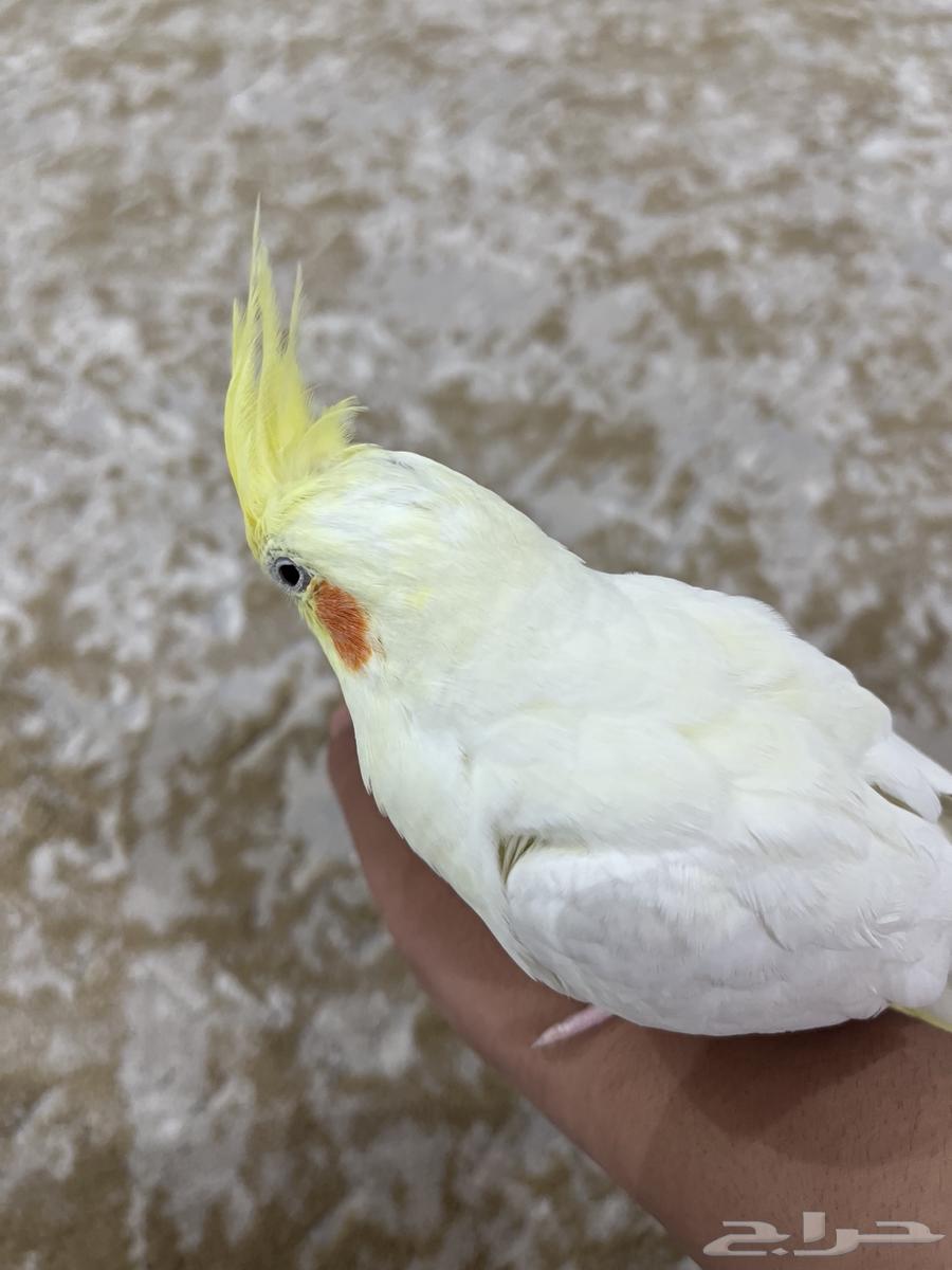 كروان لاتينو64373890964354110