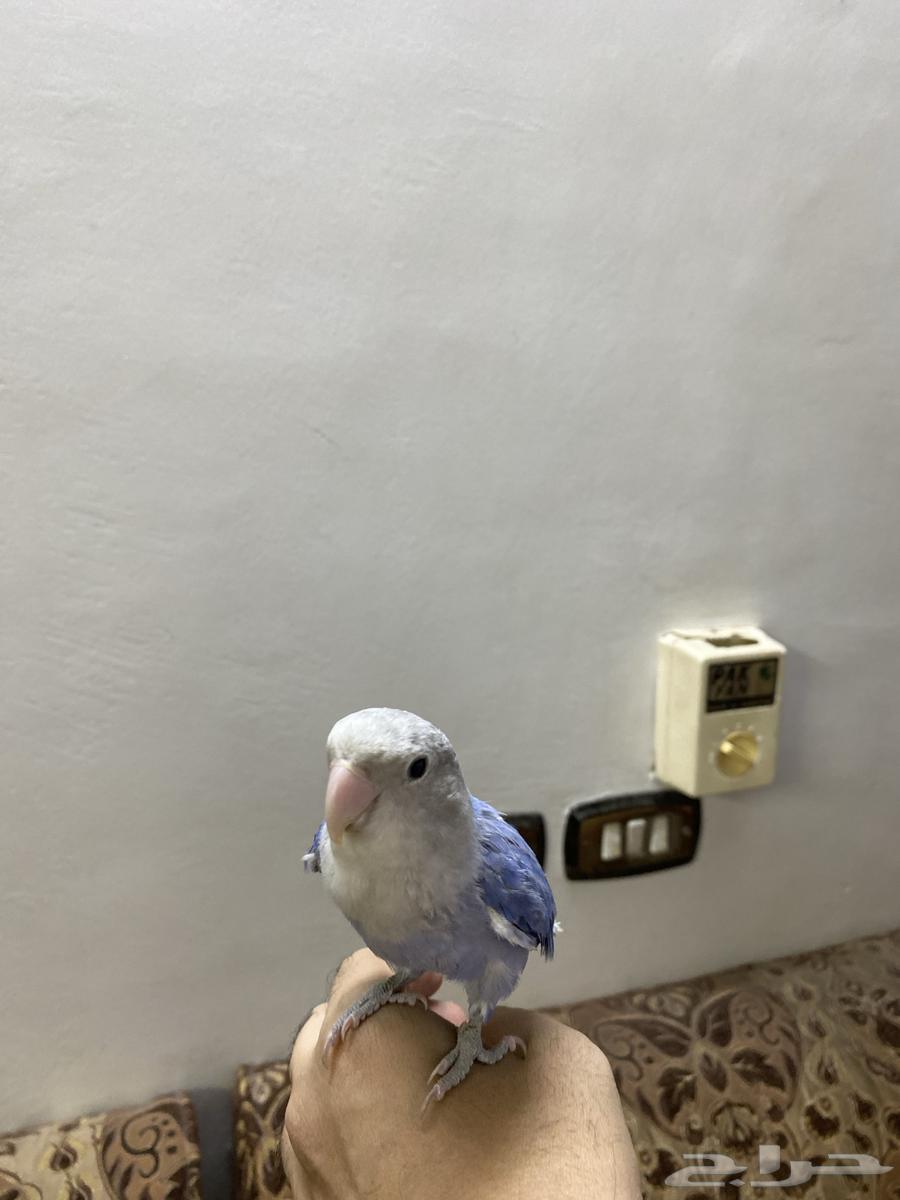 للبيع طير روز ازرق هدد64365365852419113