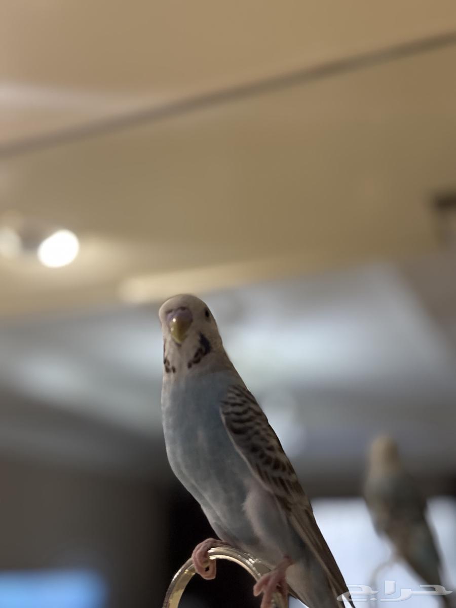 ببغاء بادجي الصحه مافيه شي64365557453569111