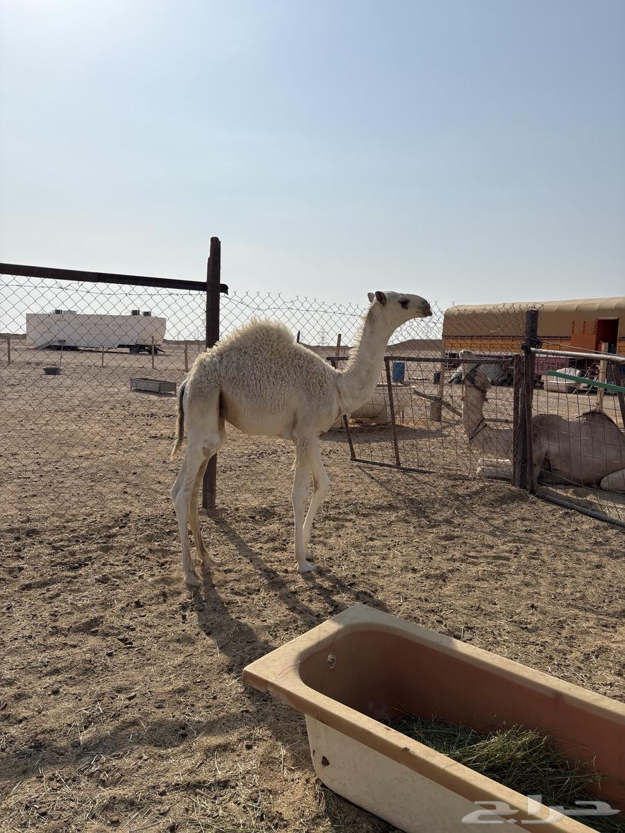 Qa'dan Qasab64369966834562111