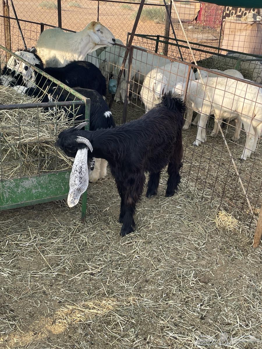 5-month-old fat-tailed ram lamb in locked condition64370612079107111