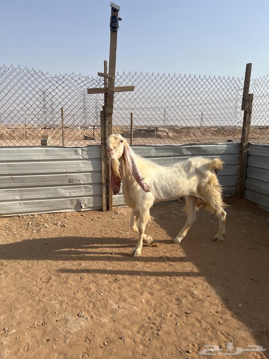 البيع تيس قصب64375096766466111