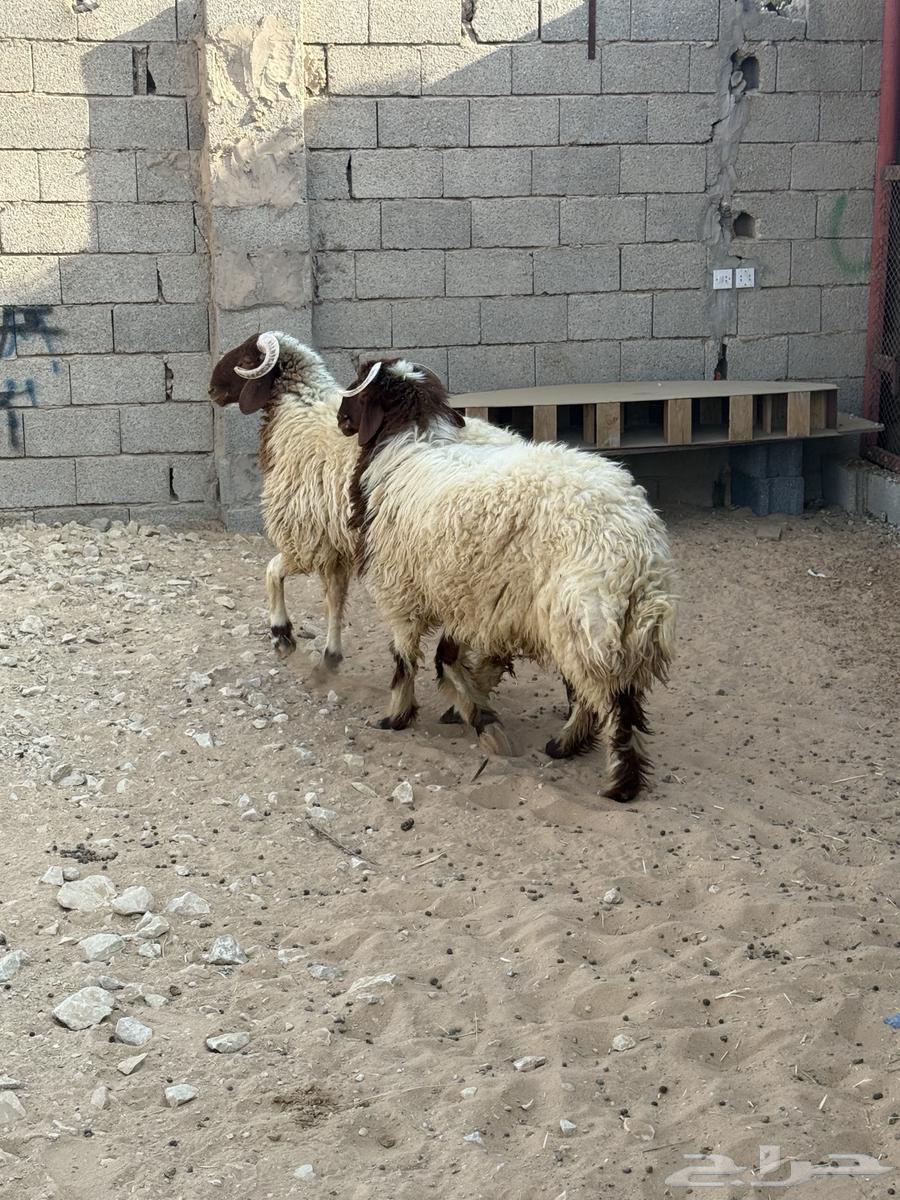 نعييم خرفاان جببره (تماايم)64365439939074111