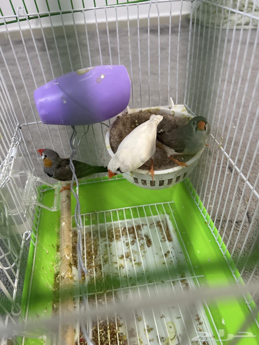 طيور الزيبرا64365159118209111