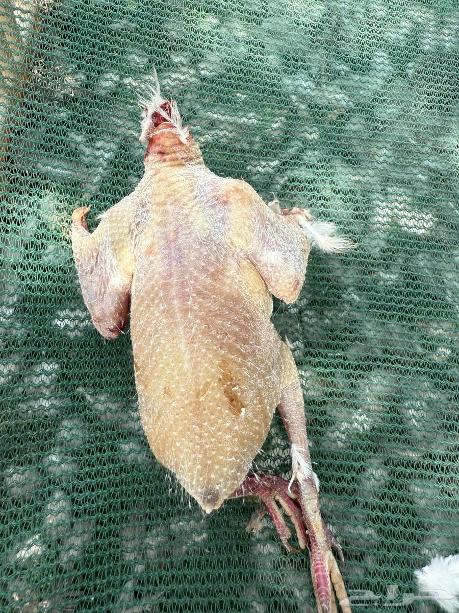 حمام ابو طوق64375557684098111