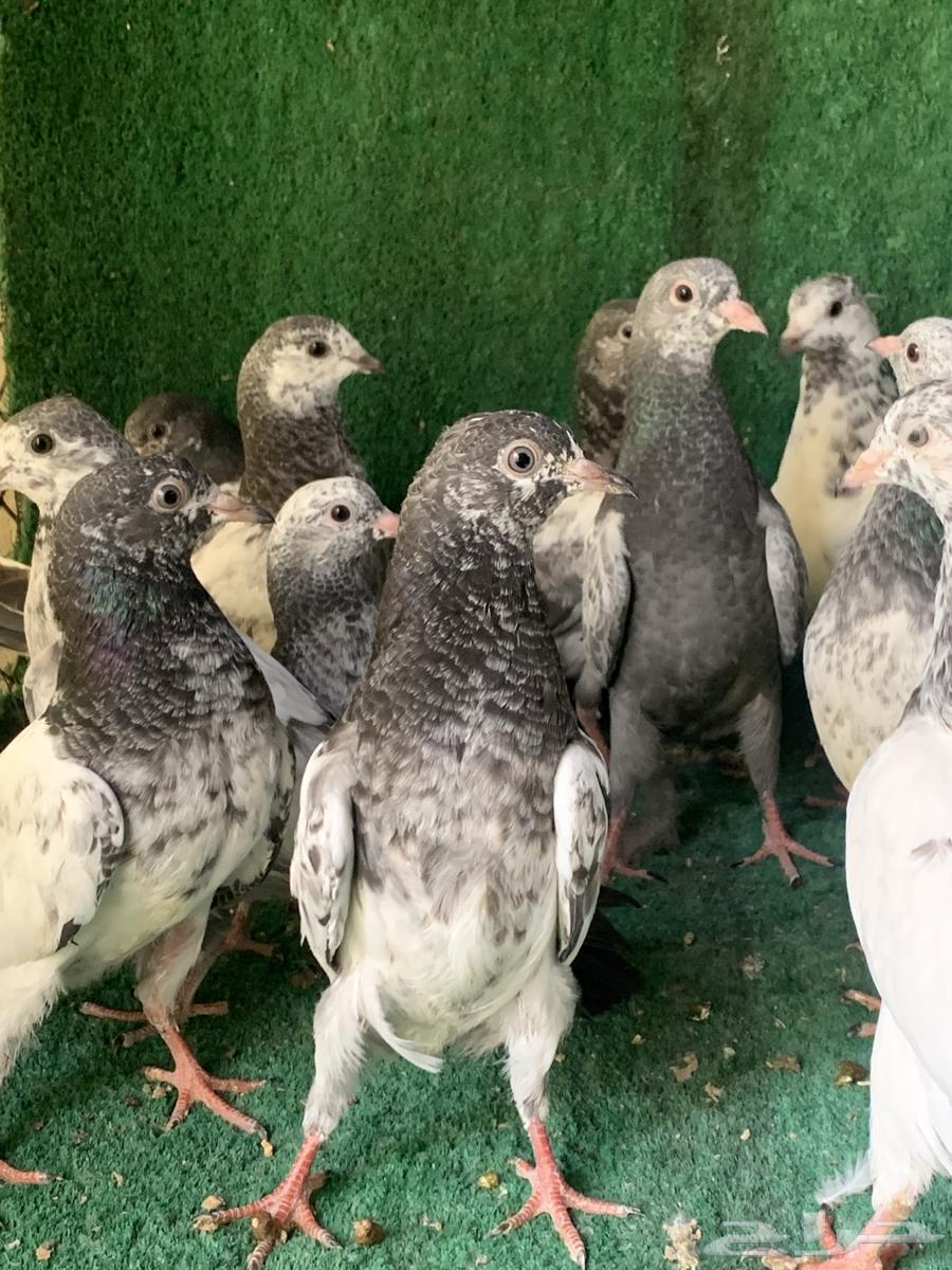 طبات حمام باكستاني طيار ( تم البيع )64374758838913110