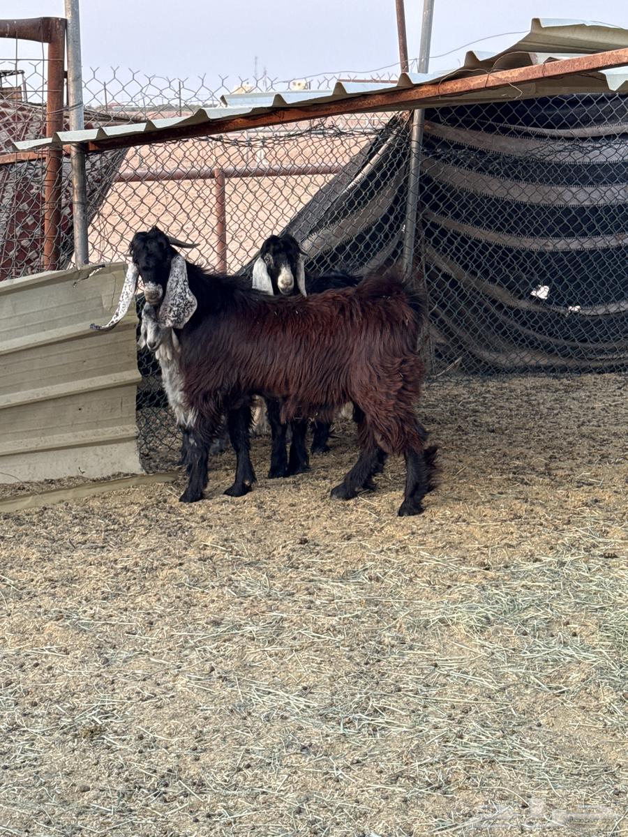 Tios64372038084738110