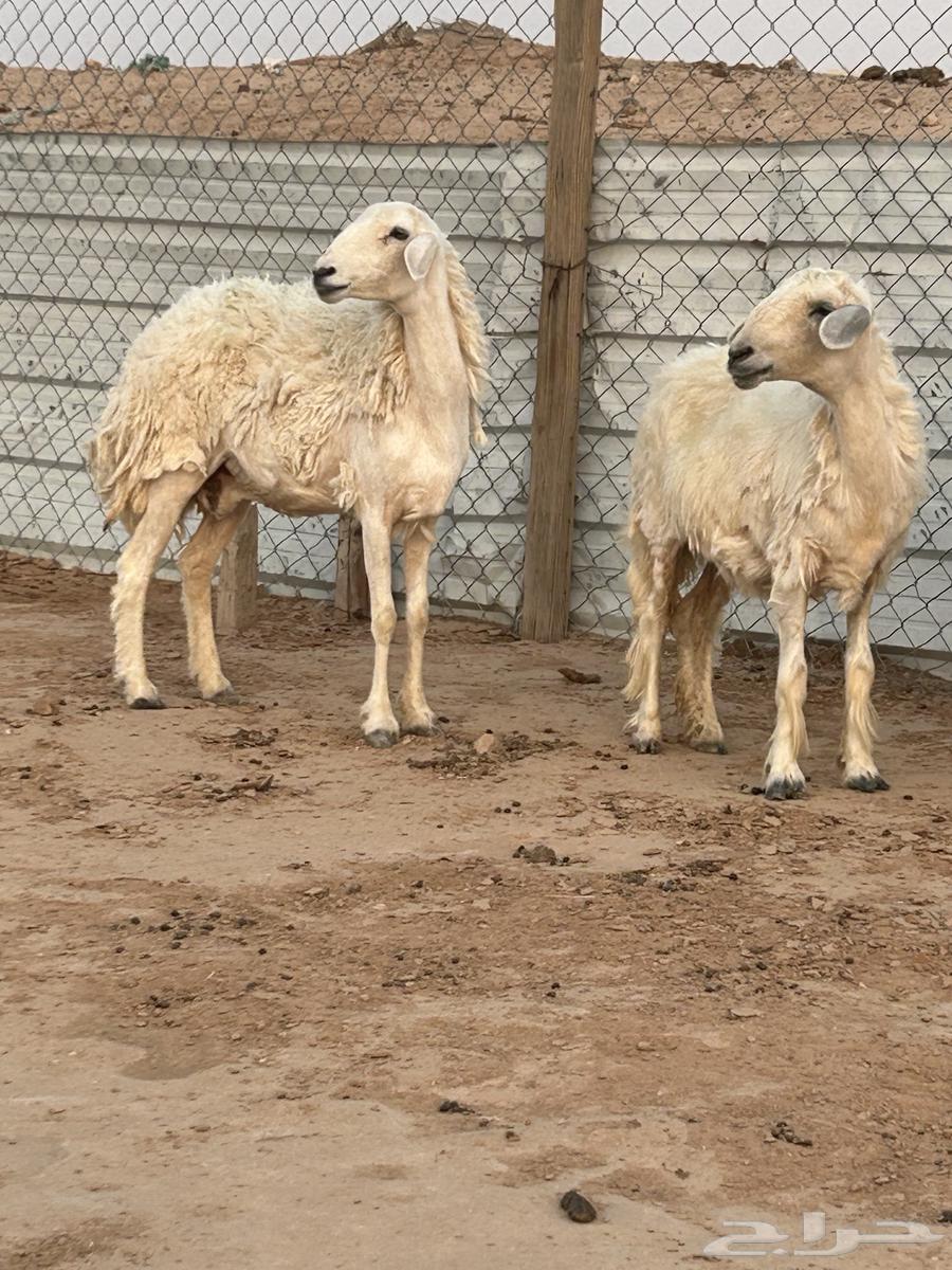 للبيع حيل حريات64373595456769110