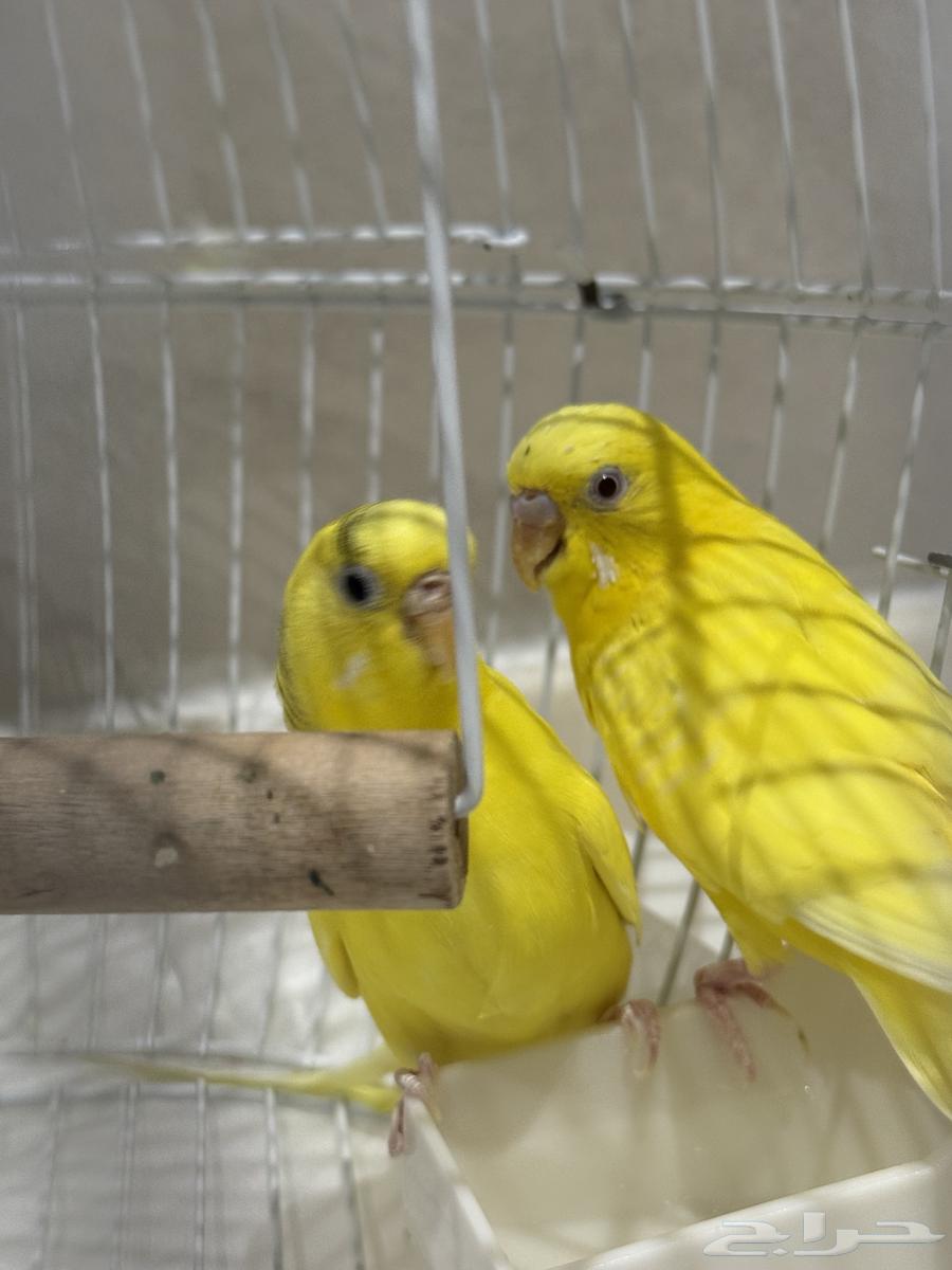 عصافير للبيع64367216673027111