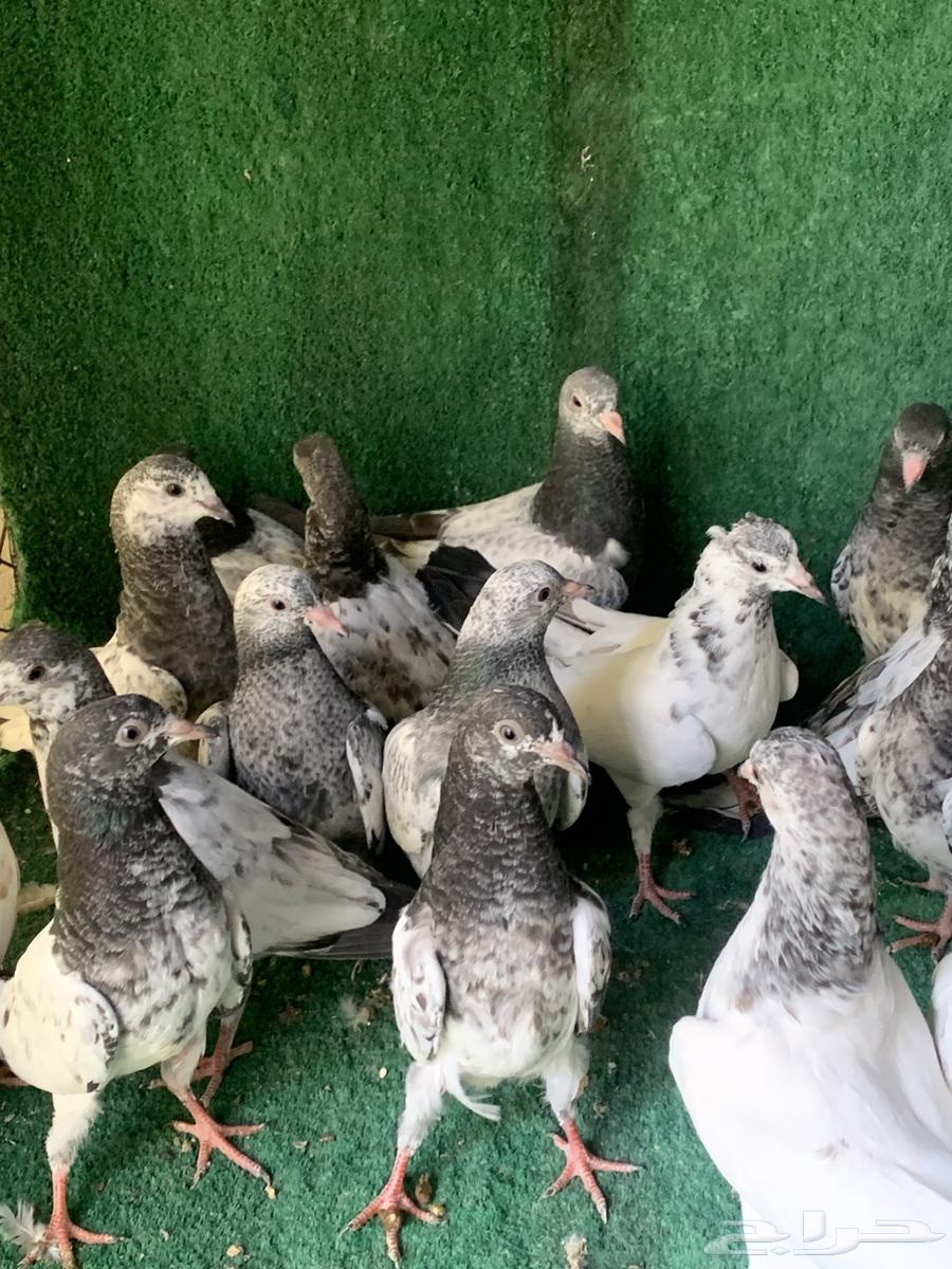 طبات حمام باكستاني طيار ( تم البيع )64374758838913114