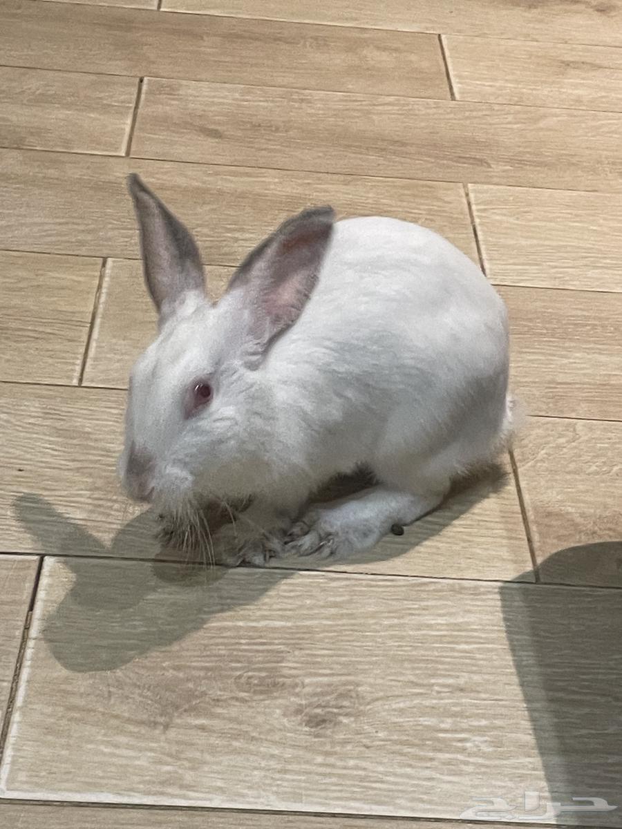 أرنب فرنسي للبيع في جدة64370248210307111