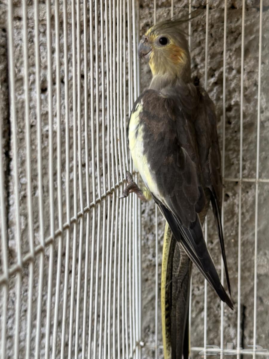 طيور كروان للبيع64368630733186110