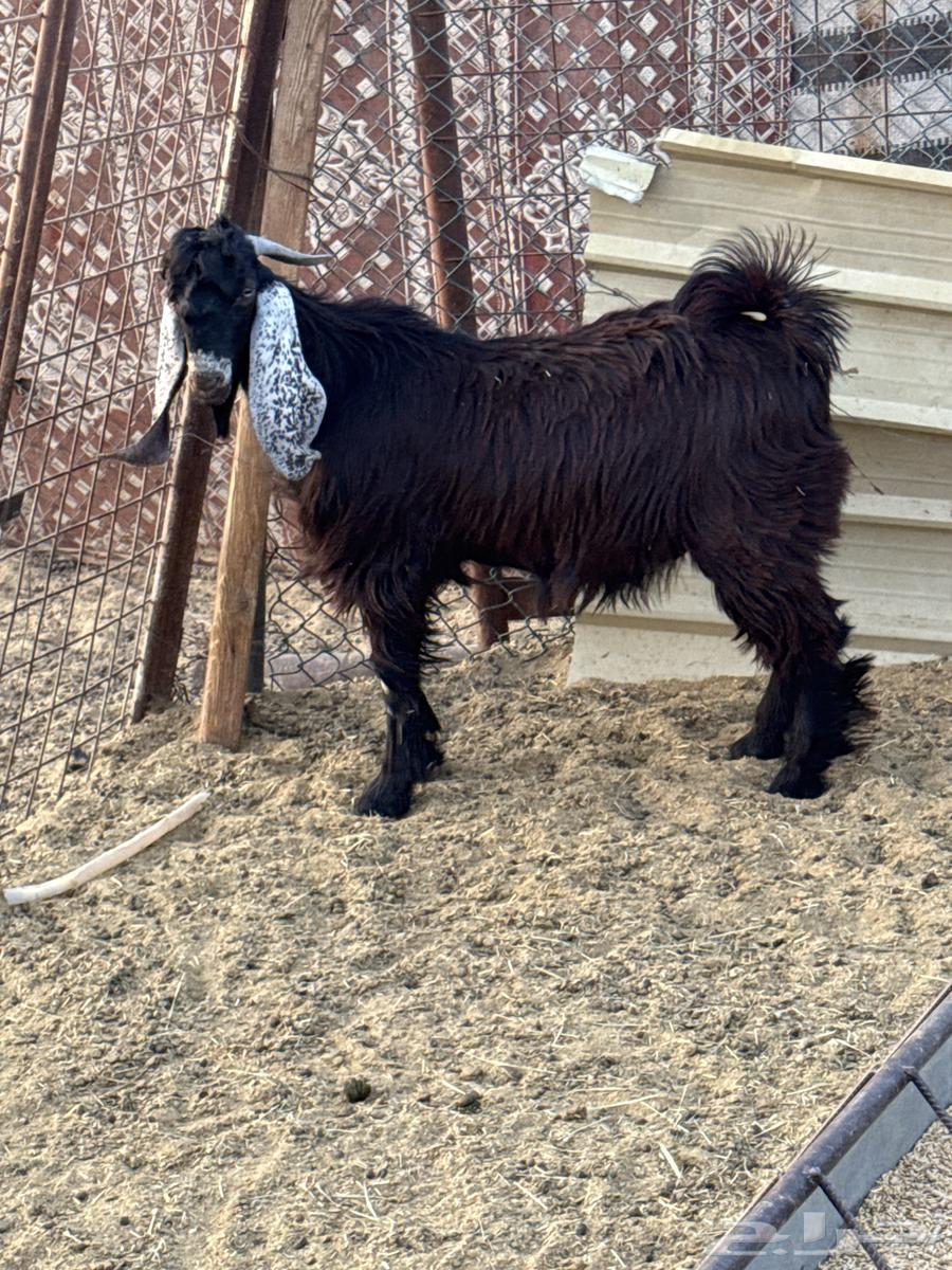 Tios64372038084738111