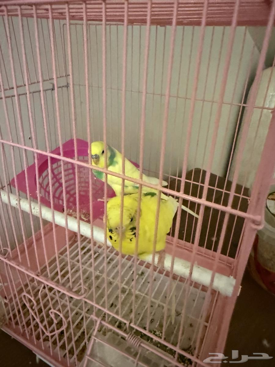 طيور زينه64367668890755111