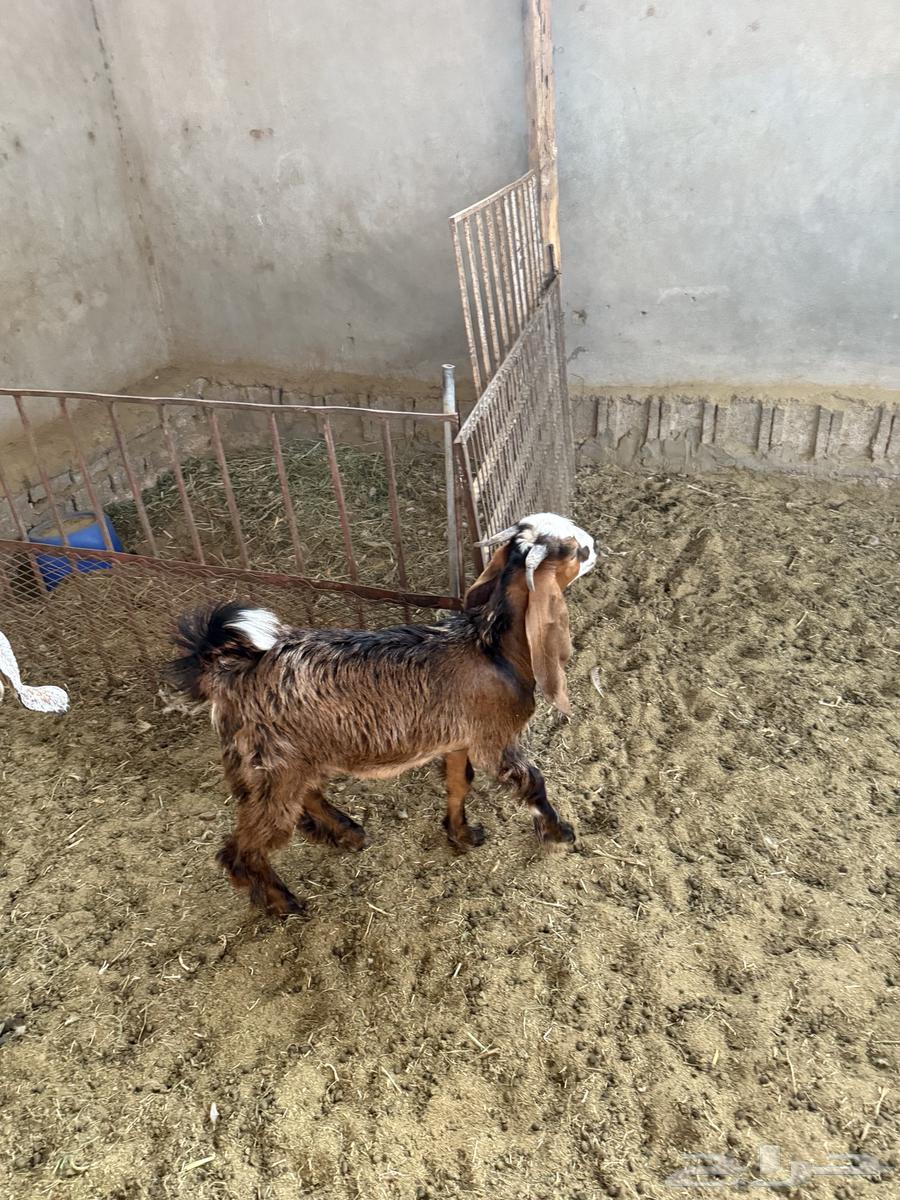 تيس للبيع64374905673473111