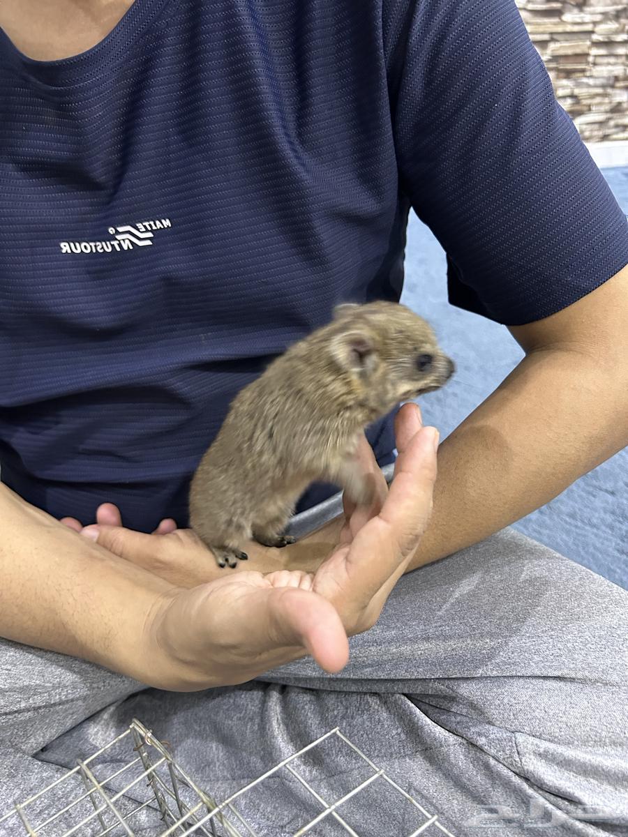 وبرين صغيرة عمرها 4 ايام اليفه64373580562562112