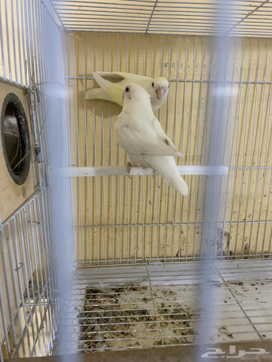 زوج روز مع فروخه64369111695619113