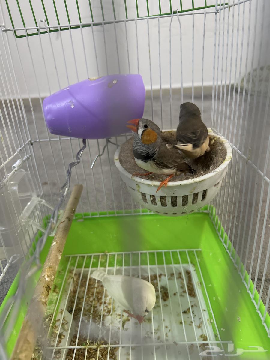 طيور الزيبرا64365159118209113