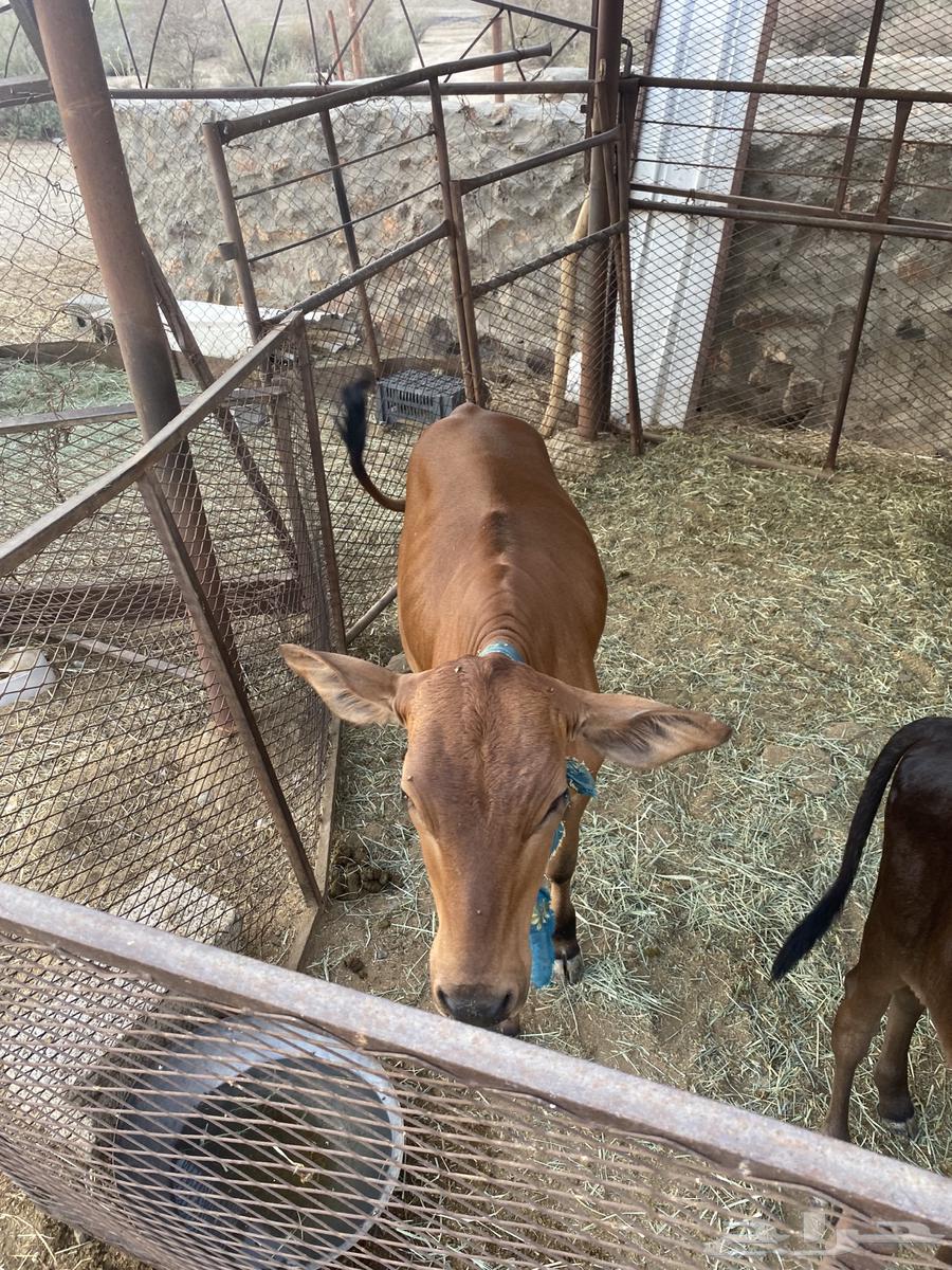 A 5-month-old puppy64374126857345110