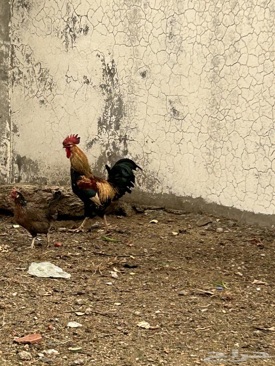 ديك فرنسي مهجن تصفيه من عربي64365100071425113