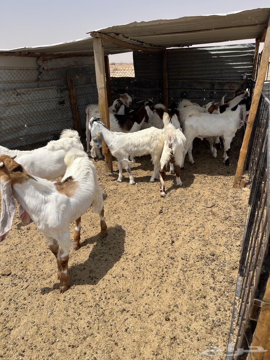 Tious and Jefrat64369323603331110