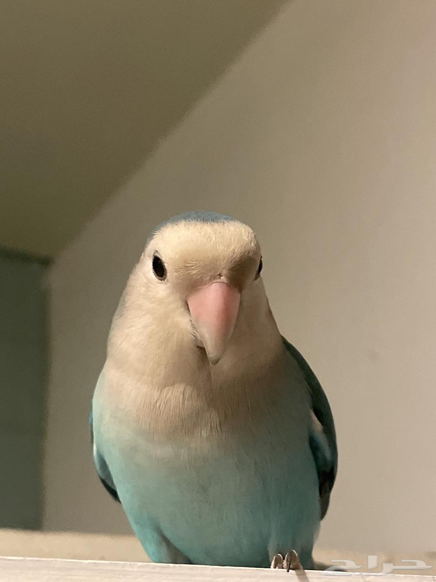 طير روز هدد اليف للتسليم الفوري64373772504195113