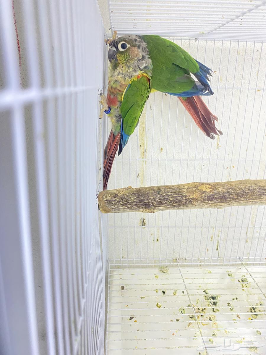 للبيع ذكرين كنيور يلو سايد محلله بشهايد. جاهزه لي النتاج64371248869634113