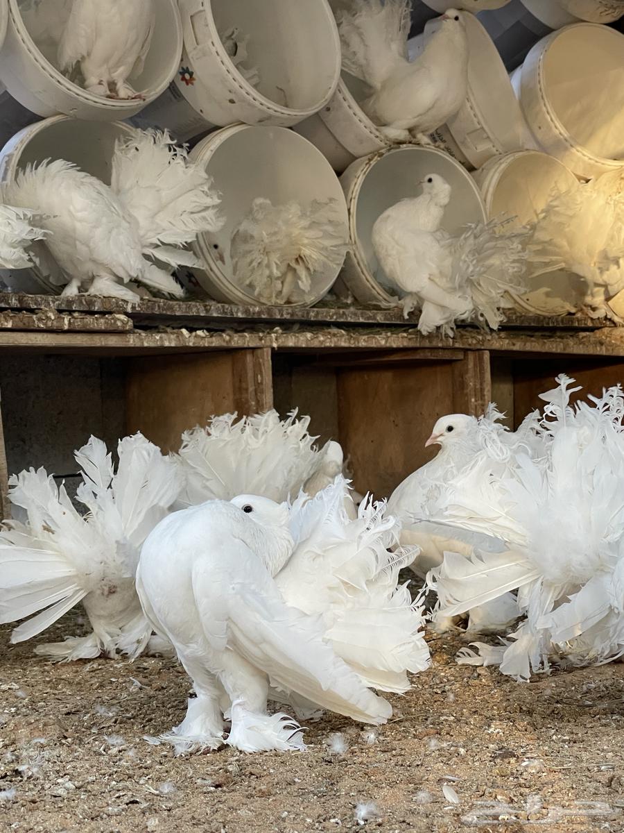 للبيع حمام رقاصي64372141332099112