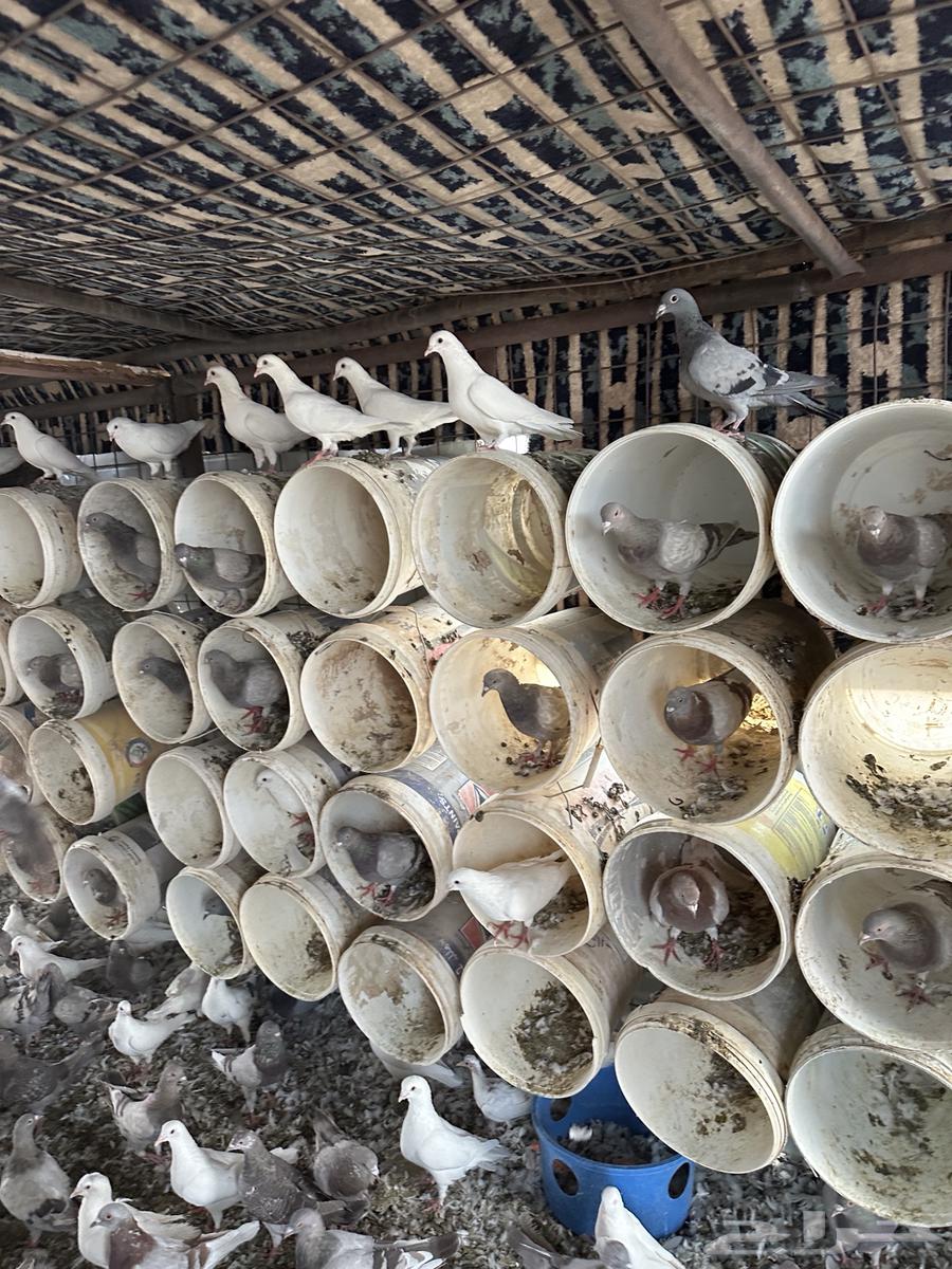 حمام فرنسي سلفر وابيض64372419845122110