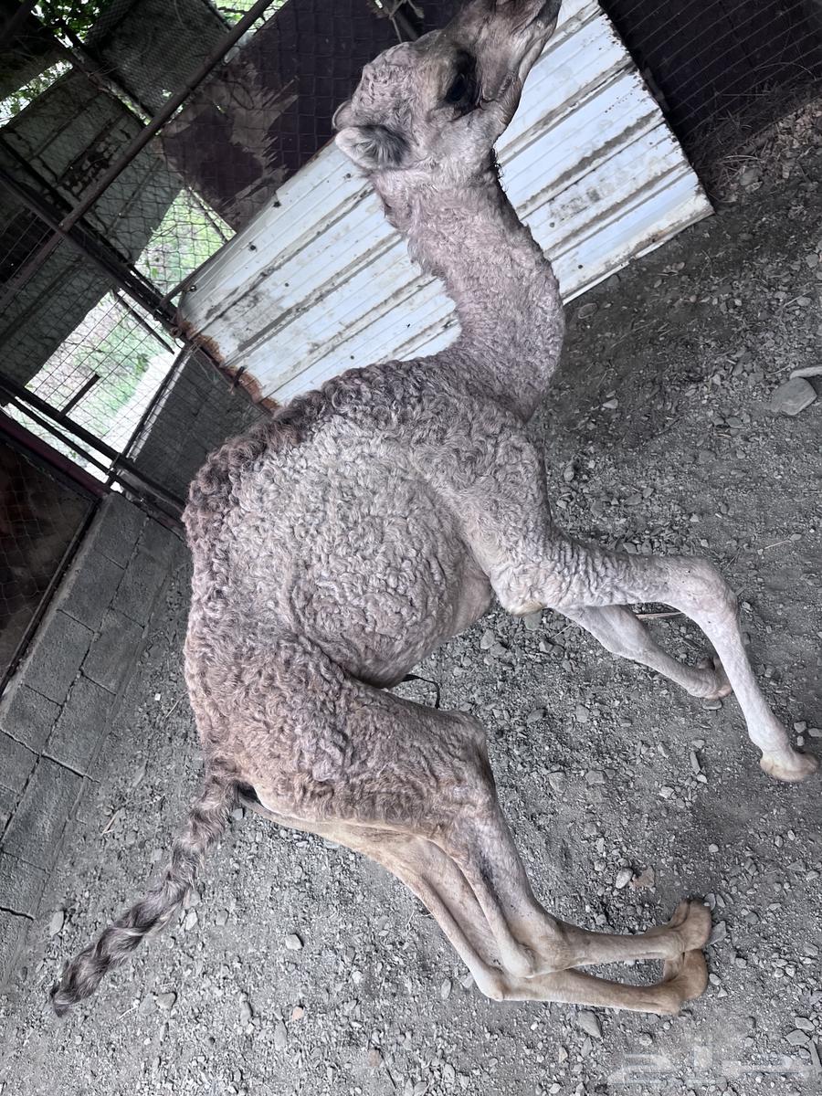 A camel with its calf available for sale separately64368995559425111