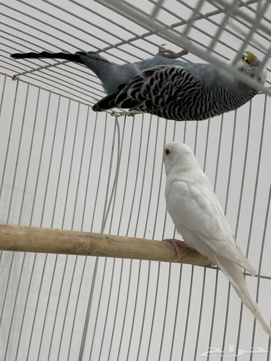 جوز بادجي او عواشق هولندي64373341888257111