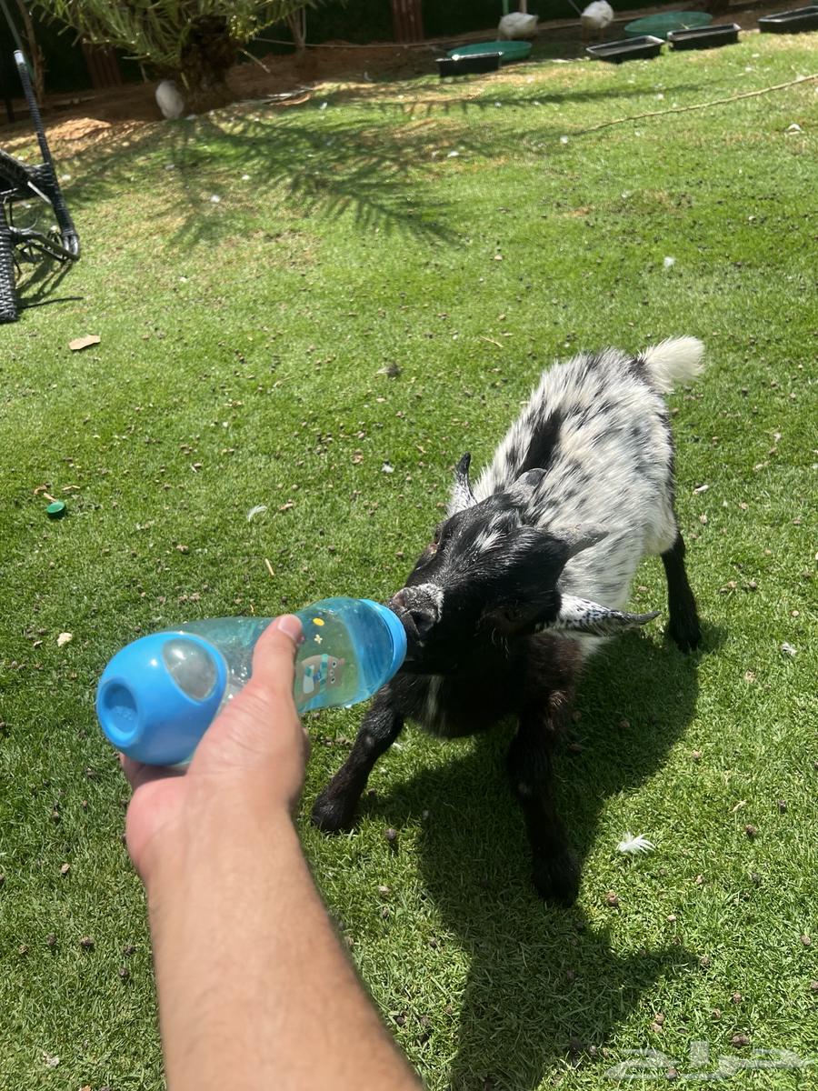 تيس قزم للبيع64363980885761112