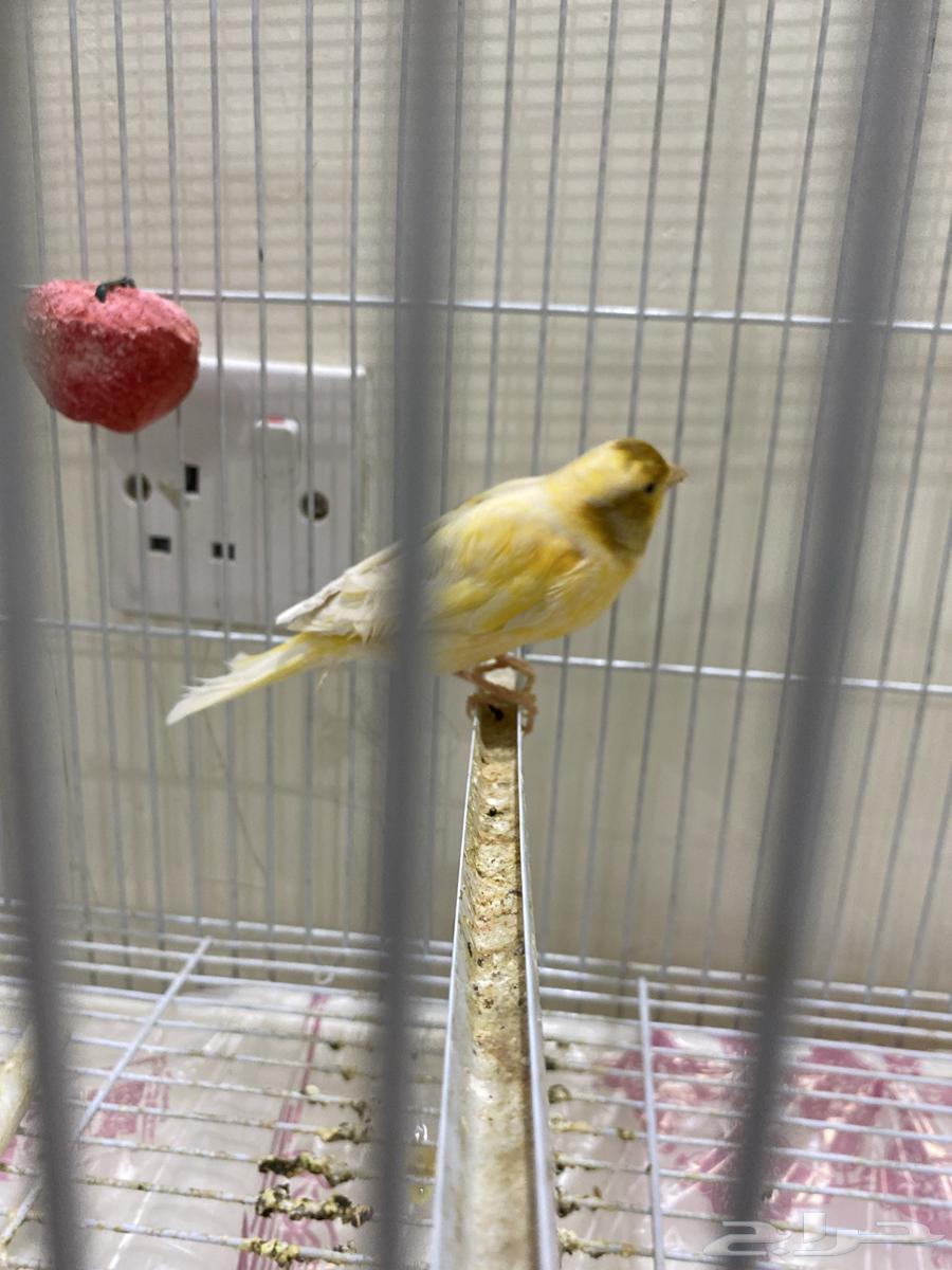 طير كناري يغرد أنثى السعر 20064376629803393110