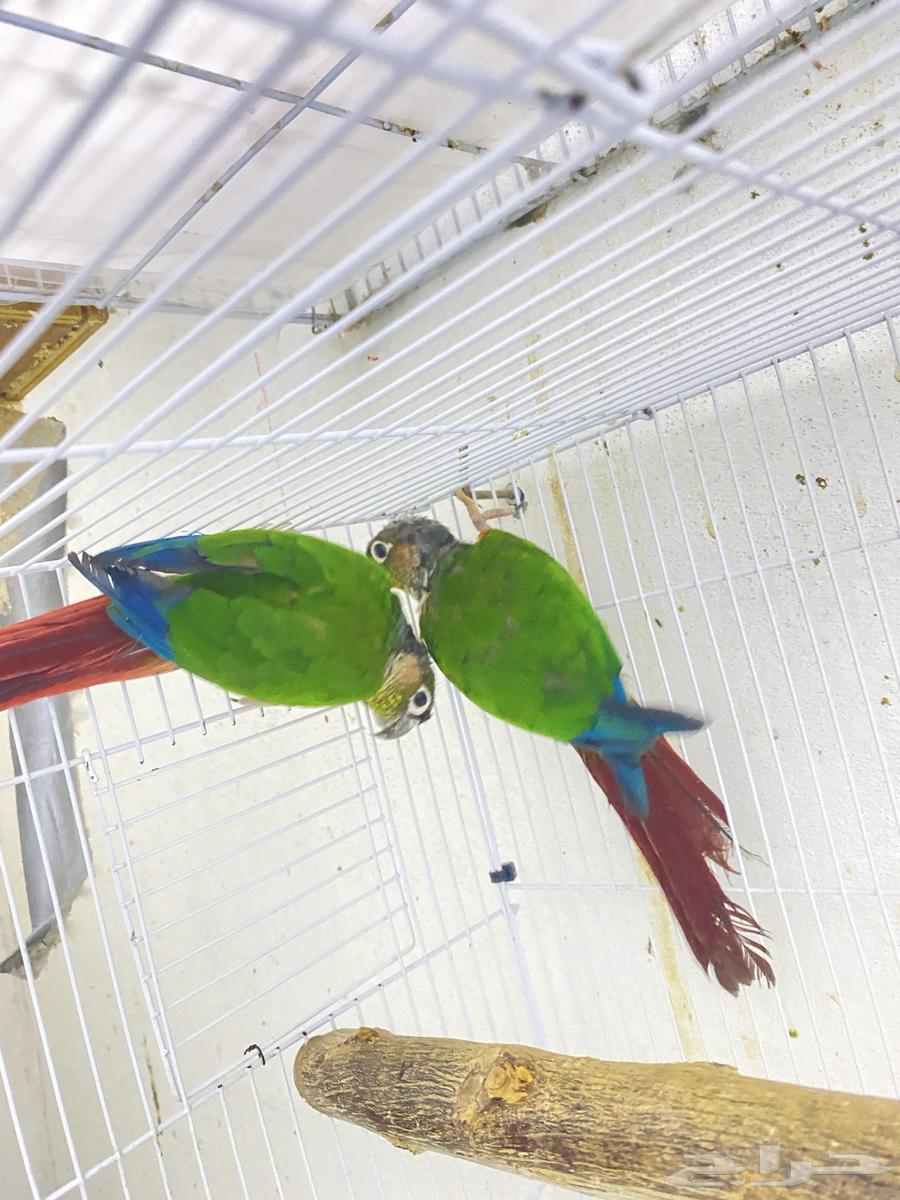 للبيع ذكرين كنيور يلو سايد محلله بشهايد. جاهزه لي النتاج64371248869634110