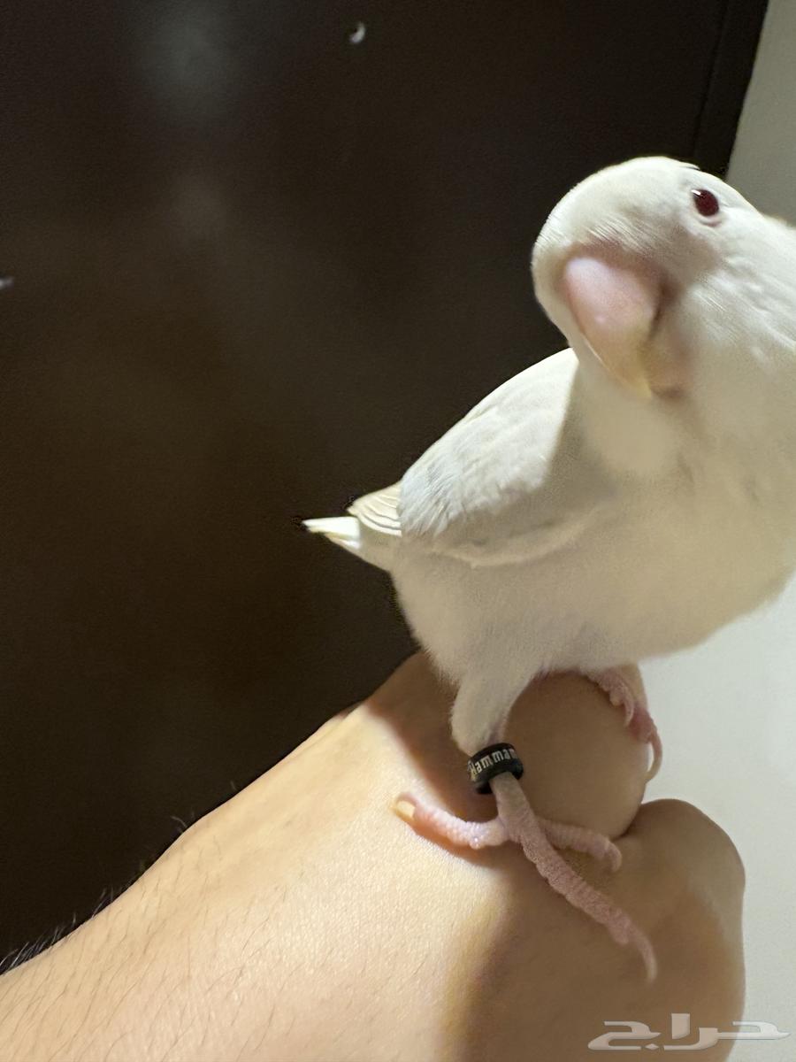 روز هدد البينو64367362187521112