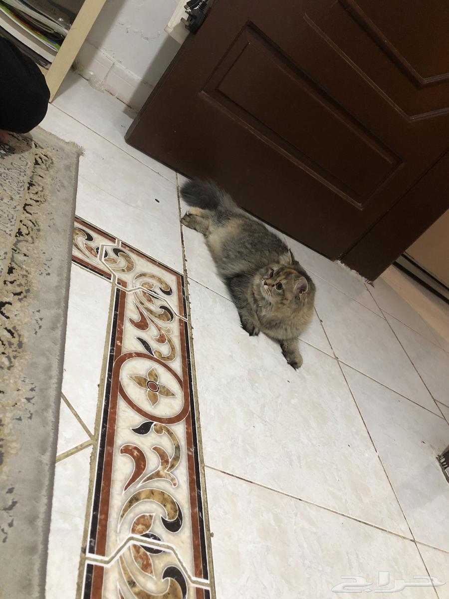 للتبني العاجل بسبب السفر معى جميع اغراضها64363159309185112