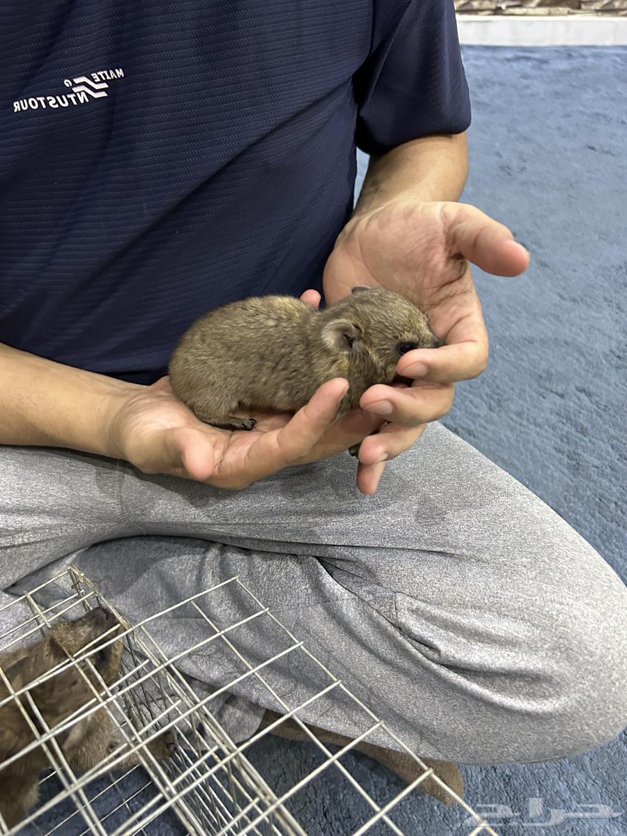 وبرين صغيرة عمرها 4 ايام اليفه64373580562562114