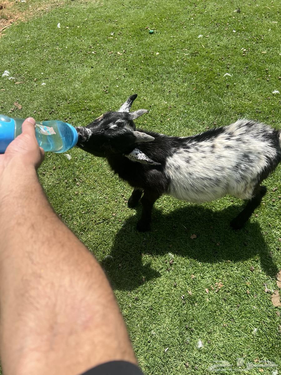 تيس قزم للبيع64363980885761111