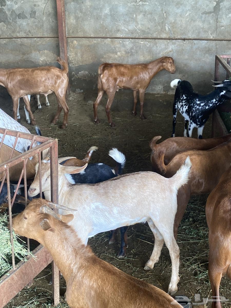 تيوس للبيع نظيف وعلى الشرط فيه جذعان وفيه صغار64365938398593113