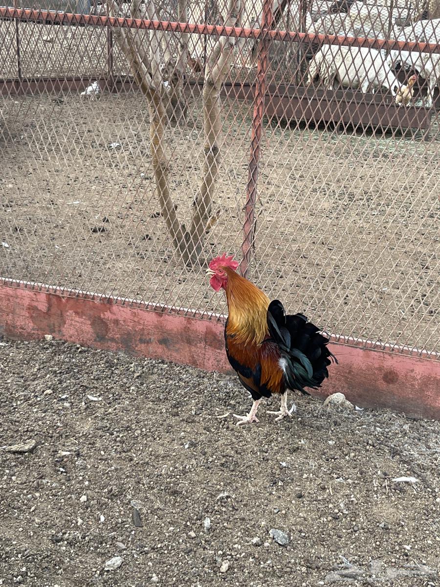 ديك بلدي اصلي64370914902785111