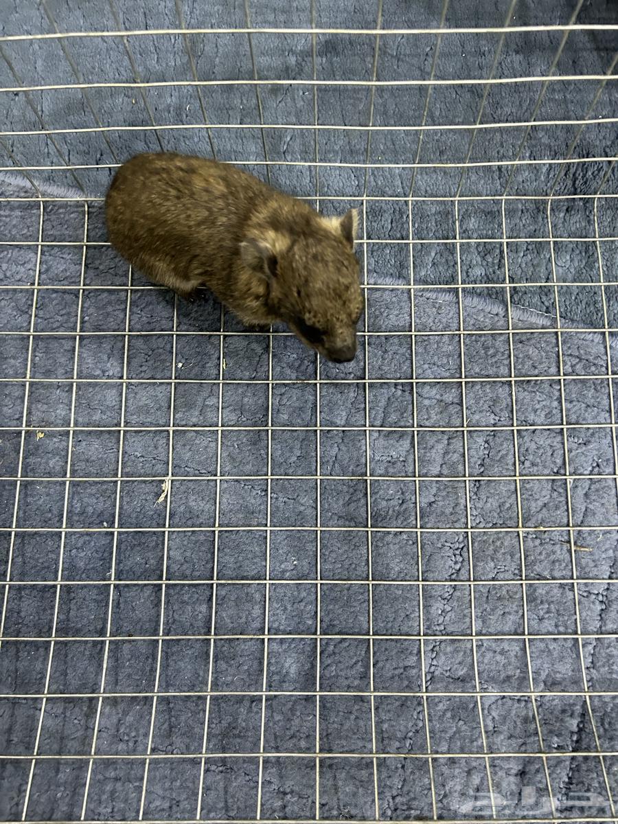 وبرين صغيرة عمرها 4 ايام اليفه64373580562562111