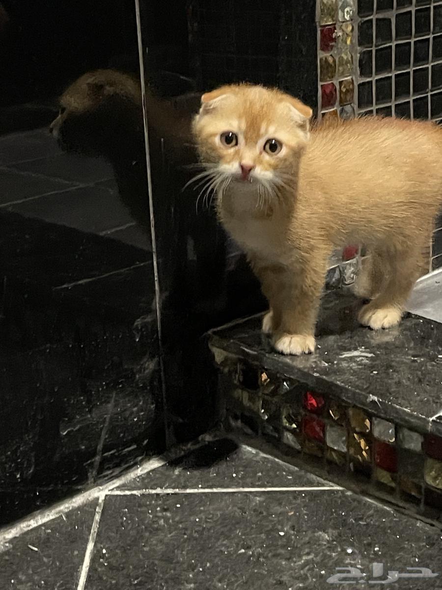 قطط سكوتش للبيع64368806250625110