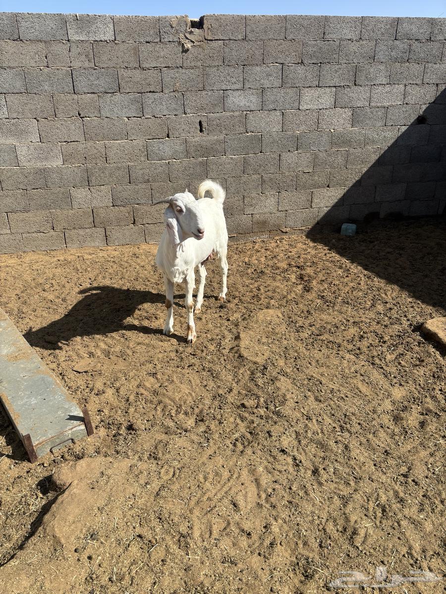 للبيع جفره فاخره مضرع64366159946754111