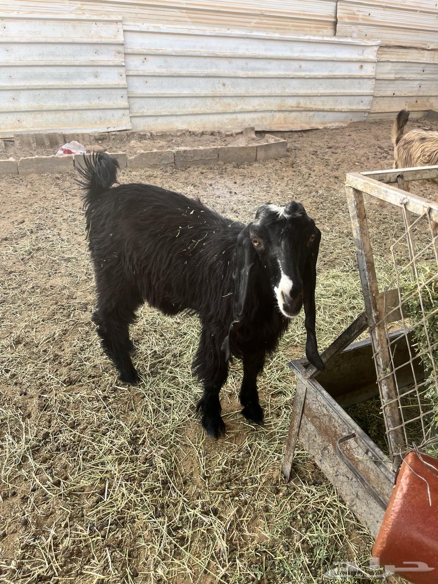 جفره عمرها من خمسه شهور ونص الى سته شهور64375141142659113