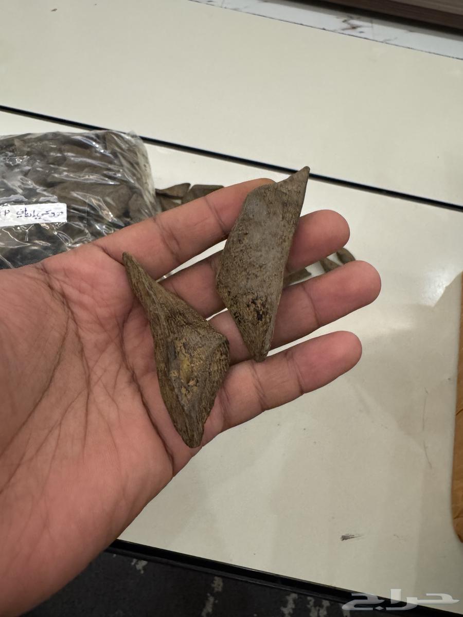 عود مروكي محسن ممتاز جده64375437938178110