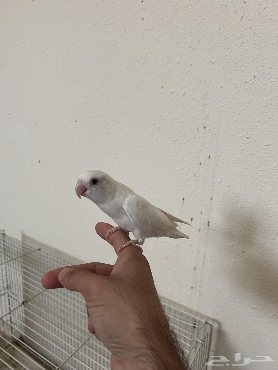 للبيع روز اليف64366468497282111