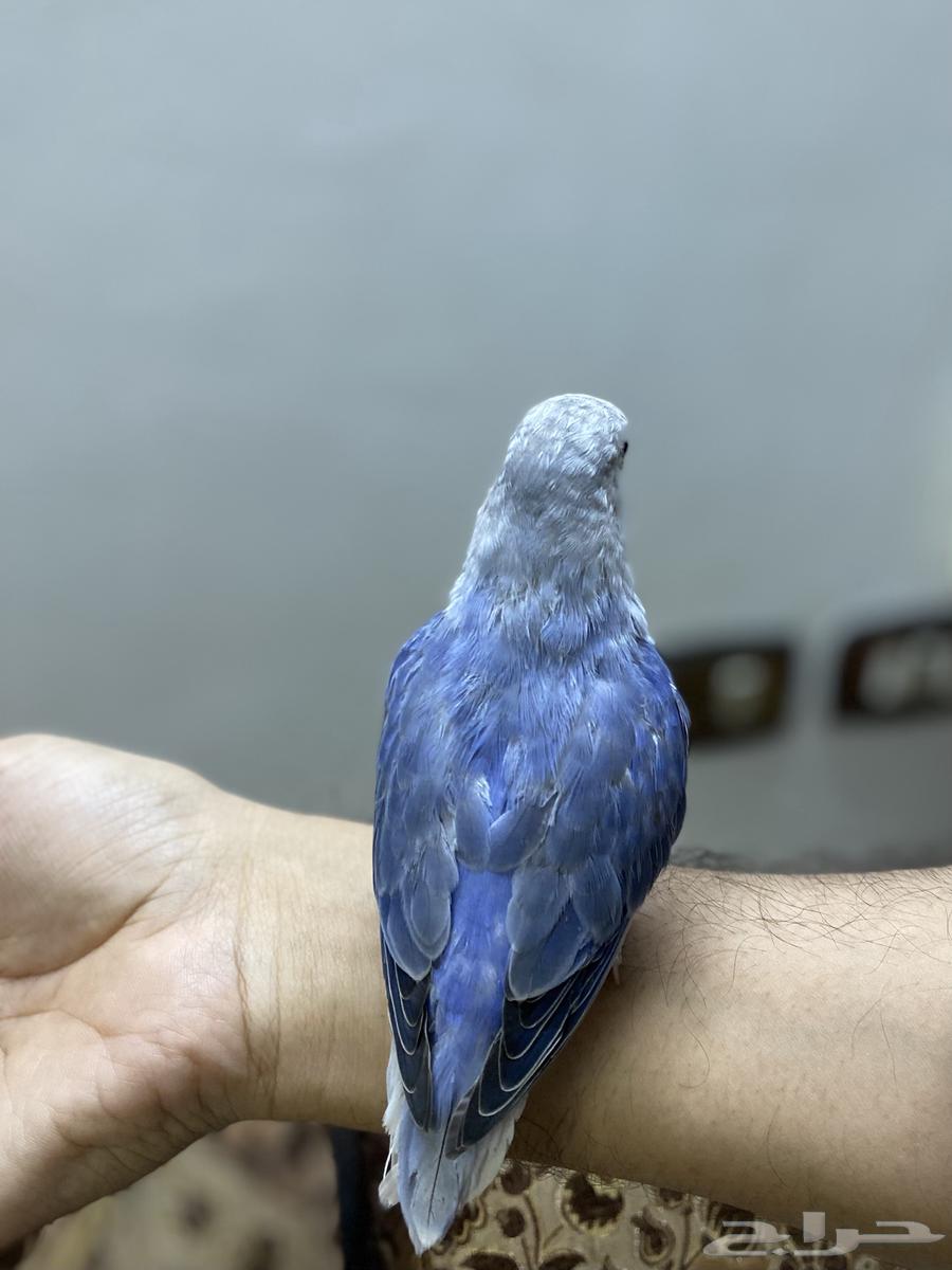 للبيع طير روز ازرق هدد64365365852419114