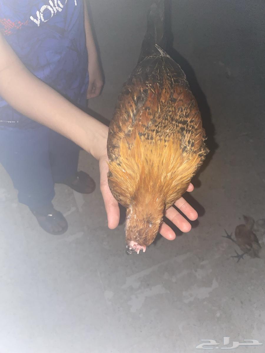 كتاكيت للبيع64372609119873112